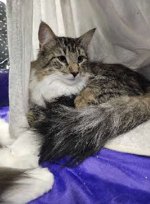 Aria Montgomery von Aminius