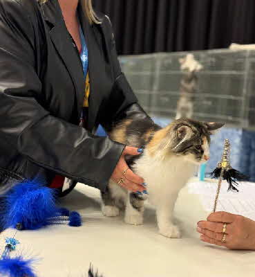 Violet Sorrengail von Aminius-NOM-06-09-25+07-09-25